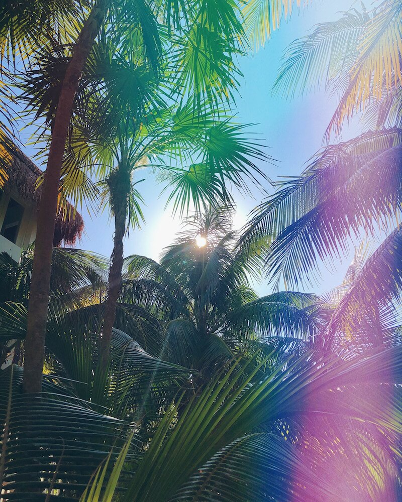 Green palm trees with a background of the sun and blue sky in Tulum.