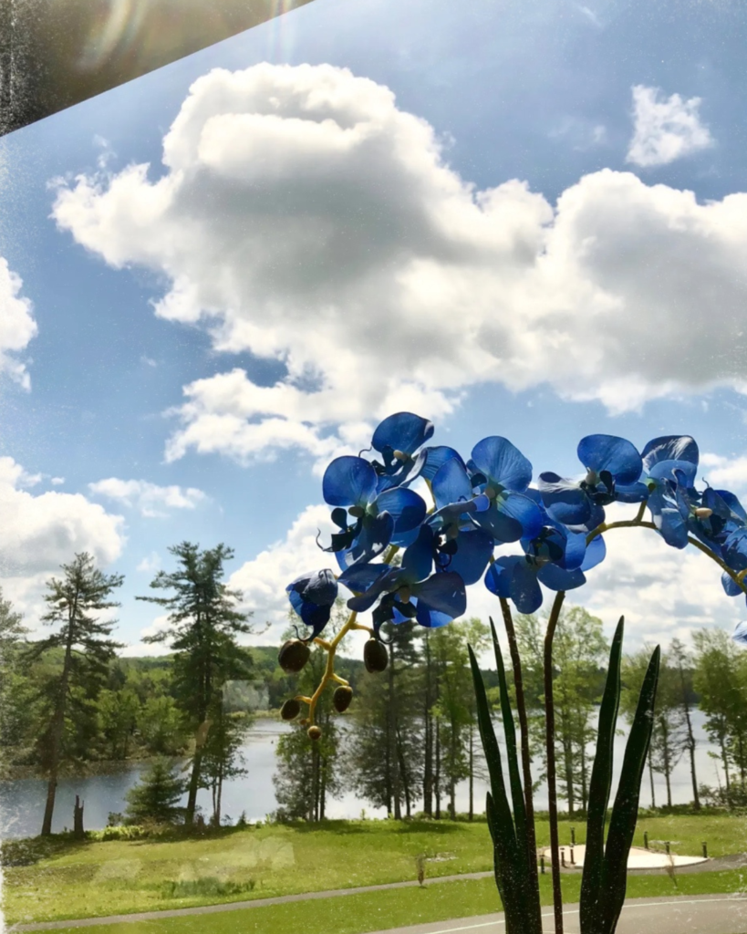 Blue flowers with a background of grassland, blue sky, clouds, and a pond at the wellness center.