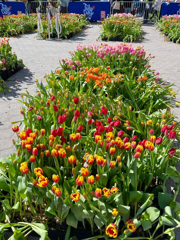 tulip day nyc
