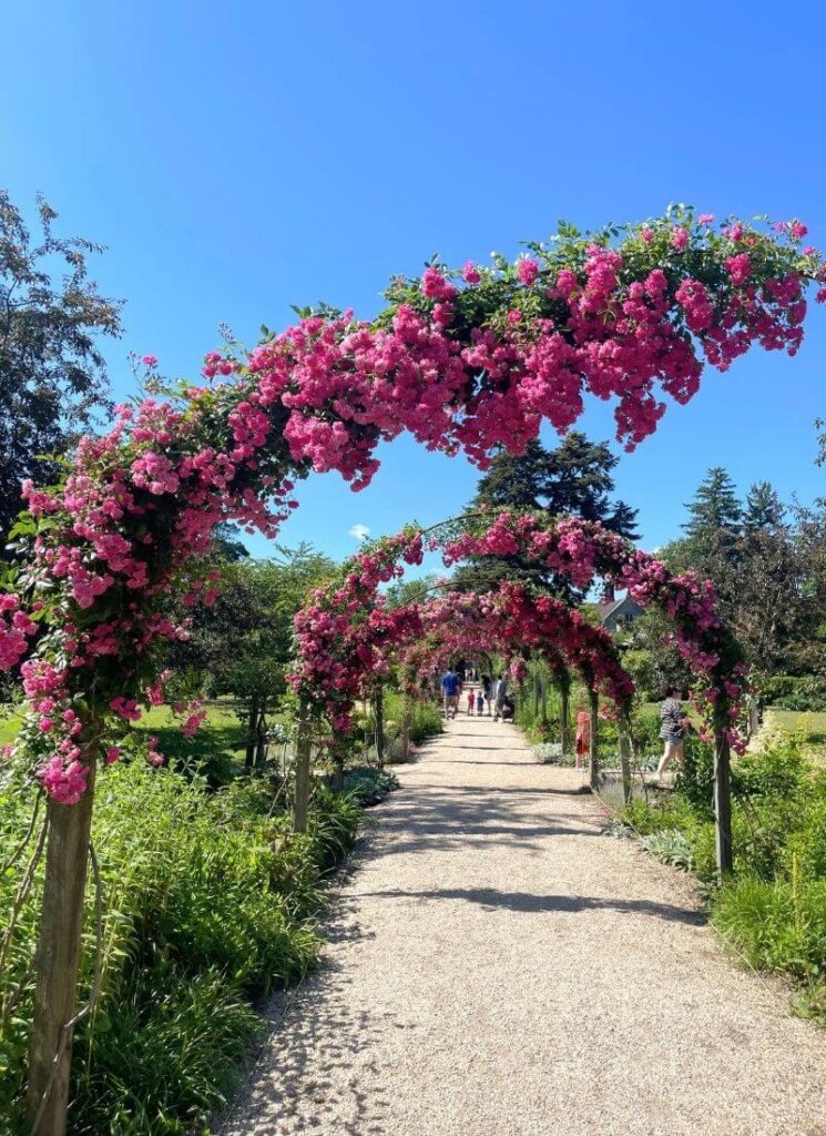 A pink rose arch pathway on a summer day at Planting Fields Arboretum State Historic Park