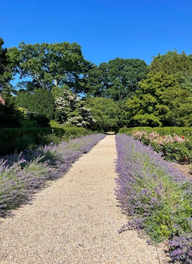 Pathway with lavender fields on a sunny day
